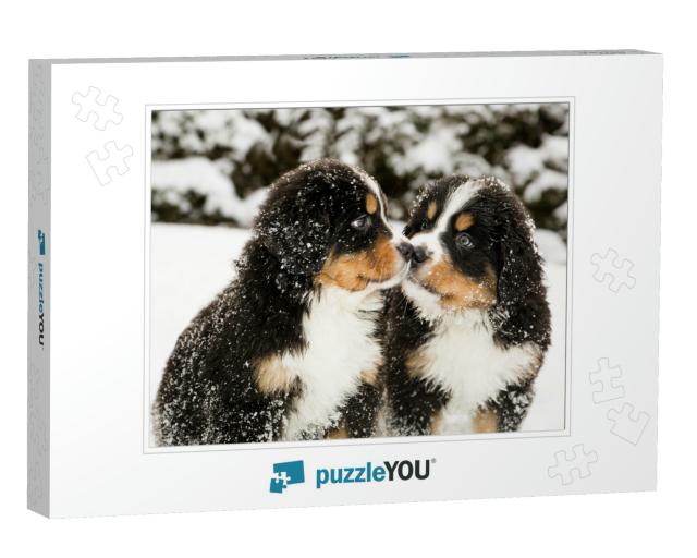 Snowy Bernese Mountain Dog Puppets Sniff Each Others... Jigsaw Puzzle