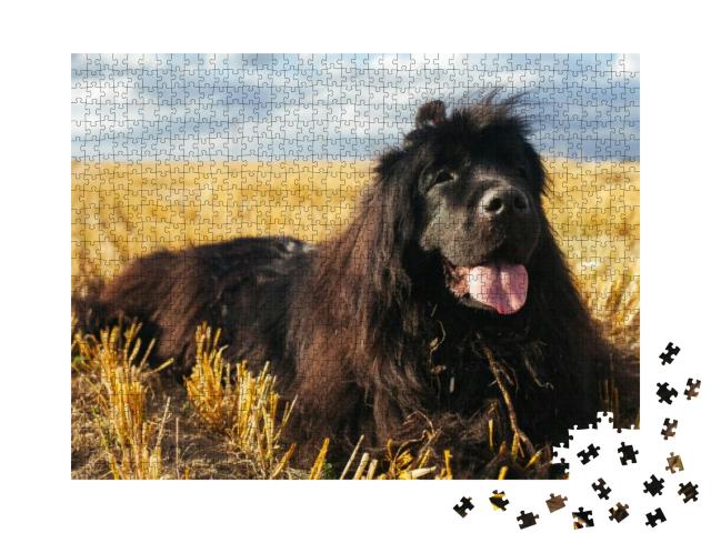 A Newfoundland Dog. a Dog with Long Hair. a Huge Dog. the... Jigsaw Puzzle with 1000 pieces