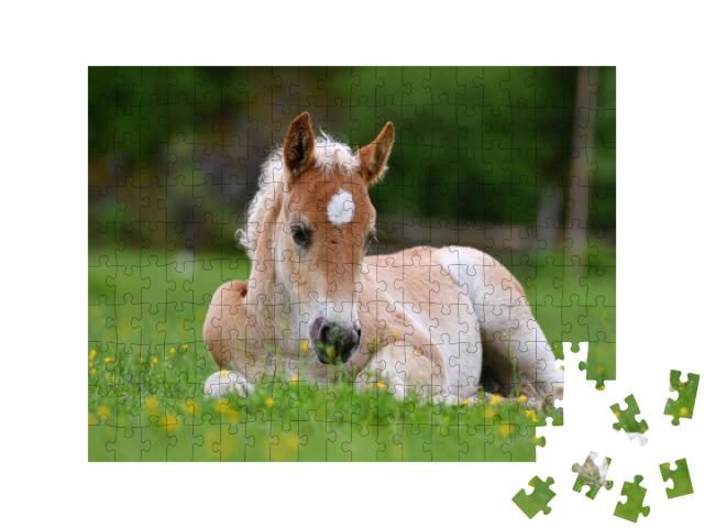 Young Cute Foal Outdoor Resting in the Grass... Jigsaw Puzzle with 200 pieces