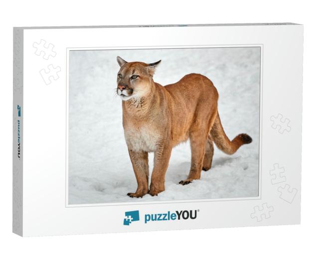 Puma in the Woods, Single Cat on Snow, Wildlife America... Jigsaw Puzzle