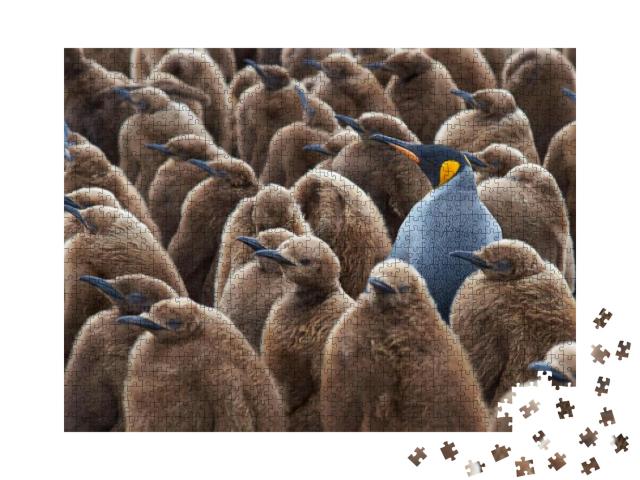 Adult King Penguin Aptenodytes Patagonicus Standing Among... Jigsaw Puzzle with 1000 pieces