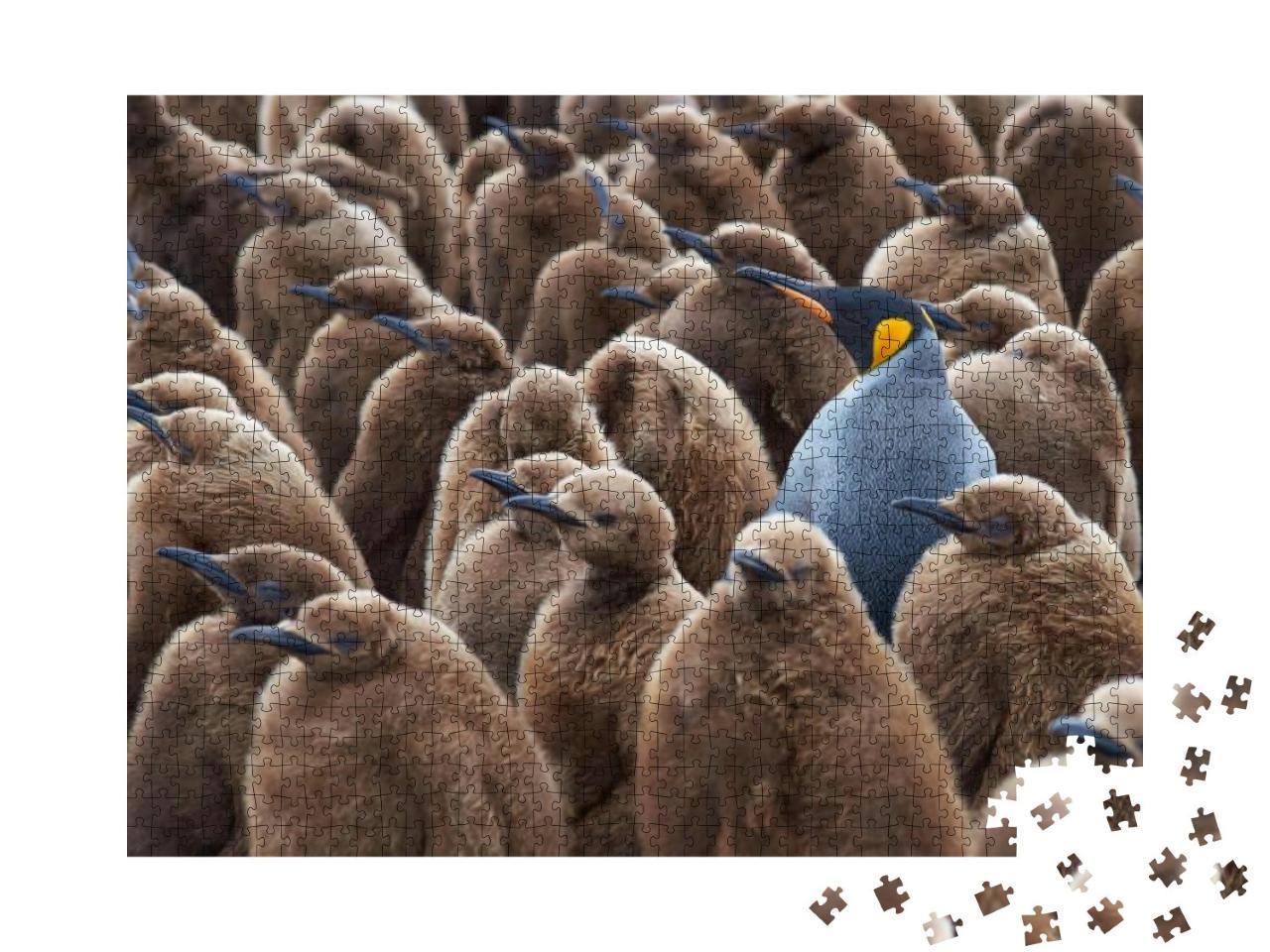 Adult King Penguin Aptenodytes Patagonicus Standing Among... Jigsaw Puzzle with 1000 pieces