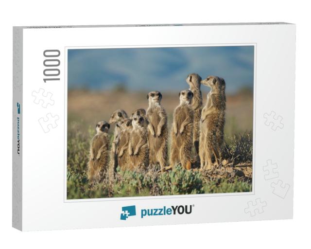 Meerkats Family in South Africa... Jigsaw Puzzle with 1000 pieces