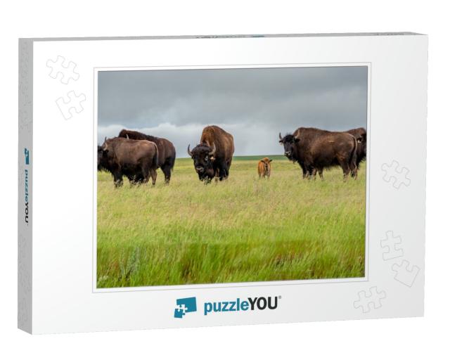 A Herd of Plains Bison with a Baby Calf in a Pasture in S... Jigsaw Puzzle