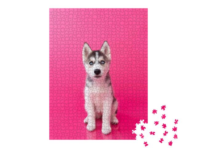 Siberian Husky Puppy Sitting with Pink Background... Jigsaw Puzzle with 1000 pieces