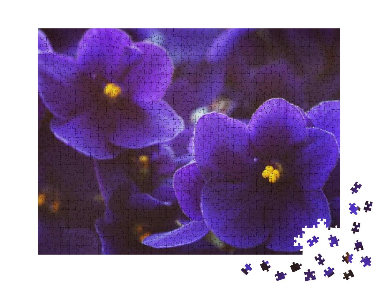 Close-Up of African Violets Saintpaulia. Shallow Depth of... Jigsaw Puzzle with 1000 pieces