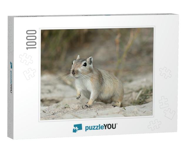 Great Gerbil Rhombomys Opimus. Muyunkum Desert of South K... Jigsaw Puzzle with 1000 pieces