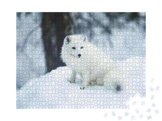 Close Up Portrait View of Arctic Fox in Finland, Lapland... Jigsaw Puzzle with 1000 pieces