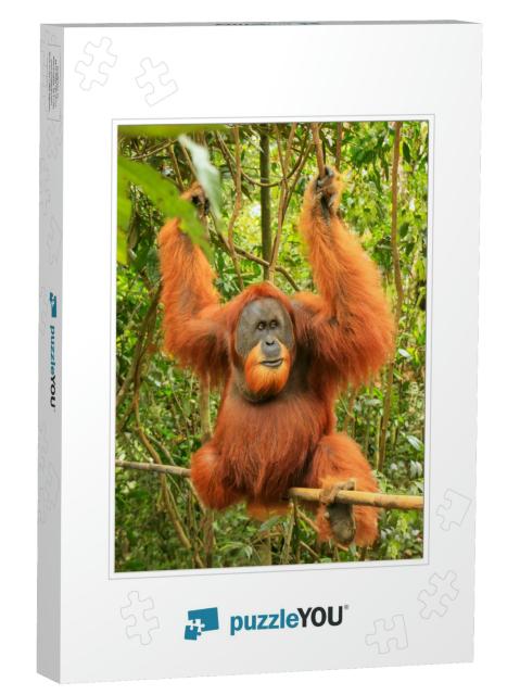 Male Sumatran Orangutan Pongo Abelii Sitting on a Bamboo... Jigsaw Puzzle