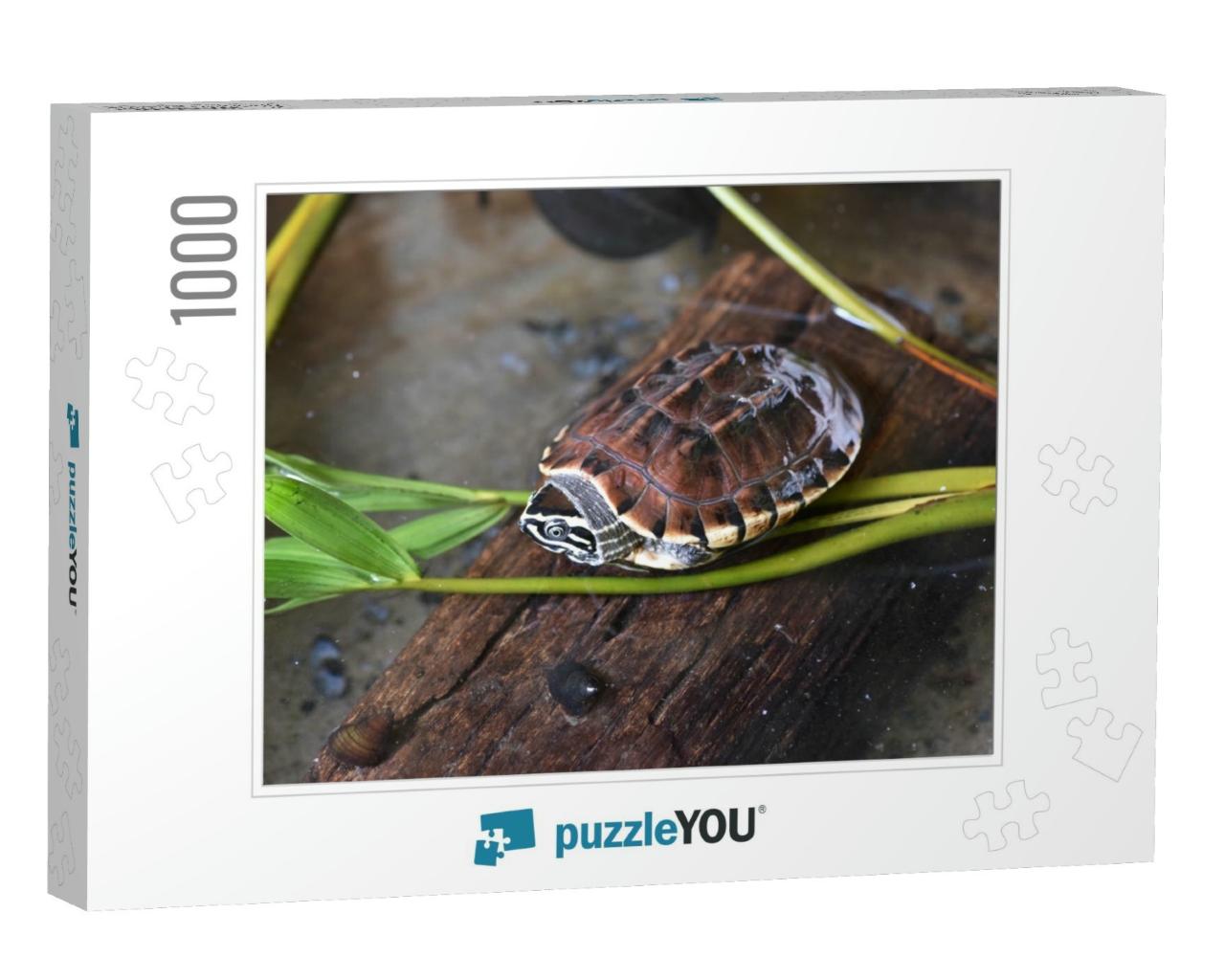 Young Snail - Eating Turtle Relax on Timber... Jigsaw Puzzle with 1000 pieces