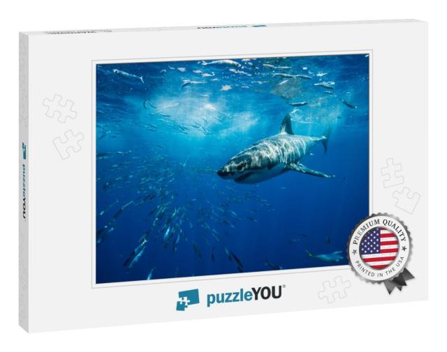 Great White Shark Guadalupe Island Mexico White Shark Big... Jigsaw Puzzle