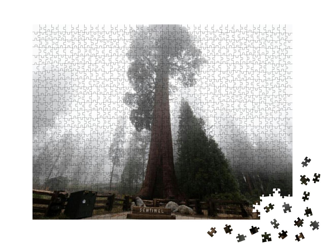 The Giant Sequoia Trees, the Longest & Tallest Trees on E... Jigsaw Puzzle with 1000 pieces