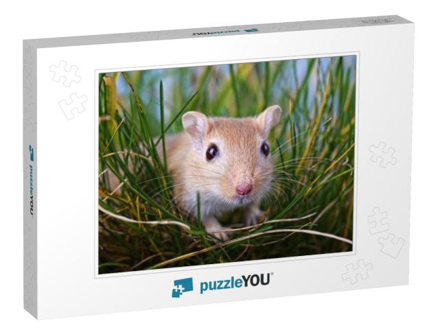 Gerbil Hiding in Grass... Jigsaw Puzzle