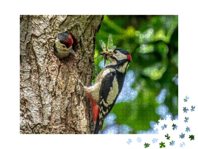 Great Spotted Adult Woodpecker Feeding Young Chick in Dor... Jigsaw Puzzle with 1000 pieces