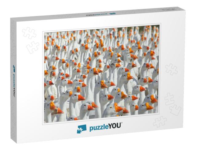 Huge Flock of White Geese Looking in One Direction. Group... Jigsaw Puzzle