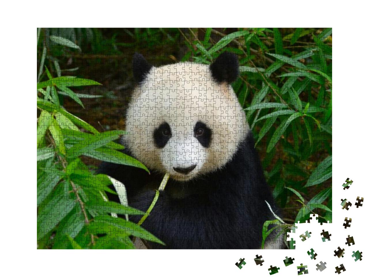 Hungry Giant Panda Bear Eating Bamboo At Chengdu, China... Jigsaw Puzzle with 1000 pieces