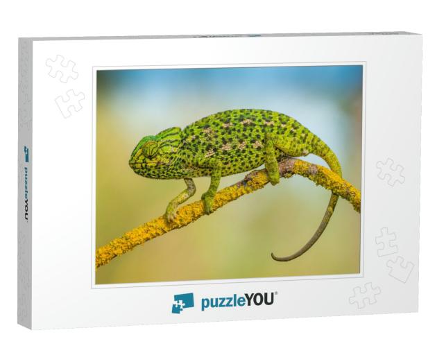 Common Chameleon... Jigsaw Puzzle