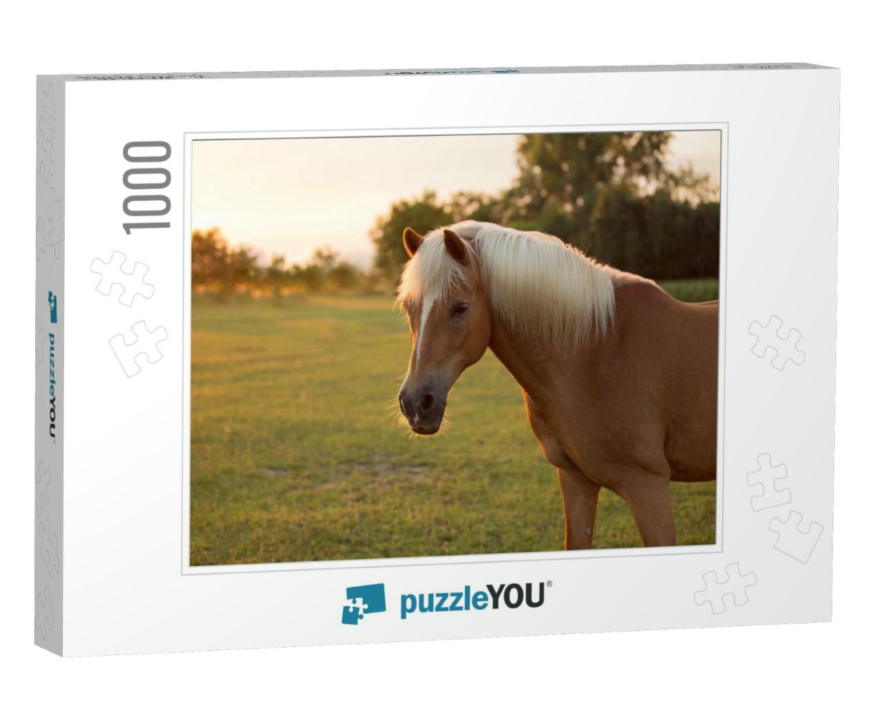 Beautiful Palomino Haflinger Horse Portrait on Aa Pasture... Jigsaw Puzzle with 1000 pieces
