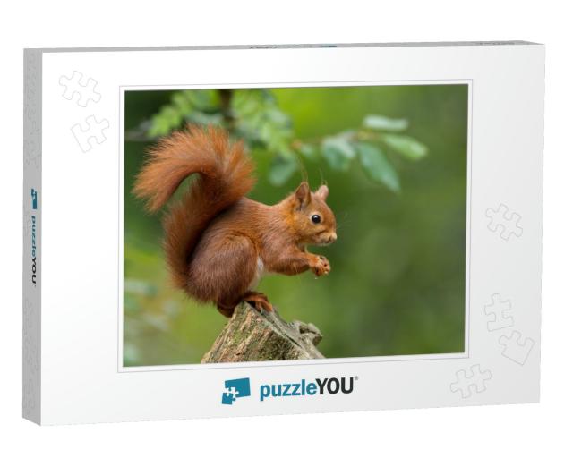 Red Squirrel... Jigsaw Puzzle