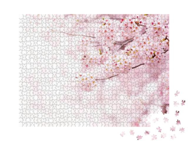 Cherry Blossom in Full Bloom. Cherry Flowers in Small Clu... Jigsaw Puzzle with 1000 pieces