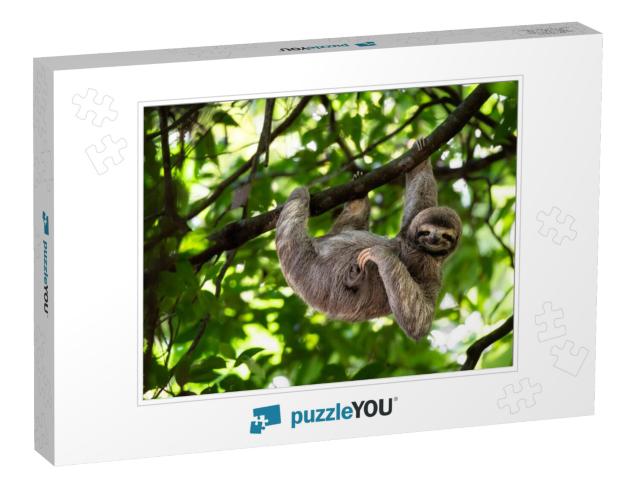 Cute Sloth Hanging on Tree Branch with Funny Face Look, P... Jigsaw Puzzle