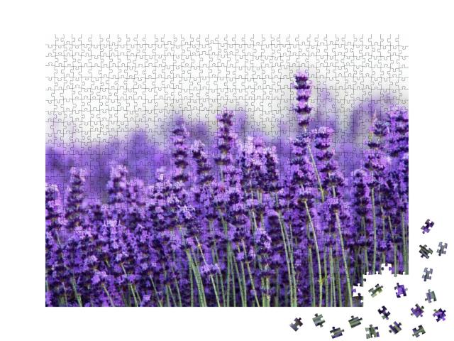 Field of Lavender, Lavandula Angustifolia, Lavandula Offi... Jigsaw Puzzle with 1000 pieces