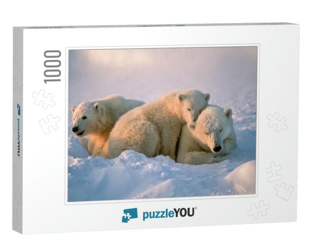 Polar Bear with Her Cubs... Jigsaw Puzzle with 1000 pieces