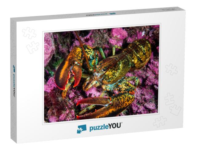 American Lobster Underwater Foraging for Food on R... Jigsaw Puzzle