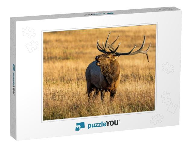 Elk in Rocky Mountain National Park... Jigsaw Puzzle