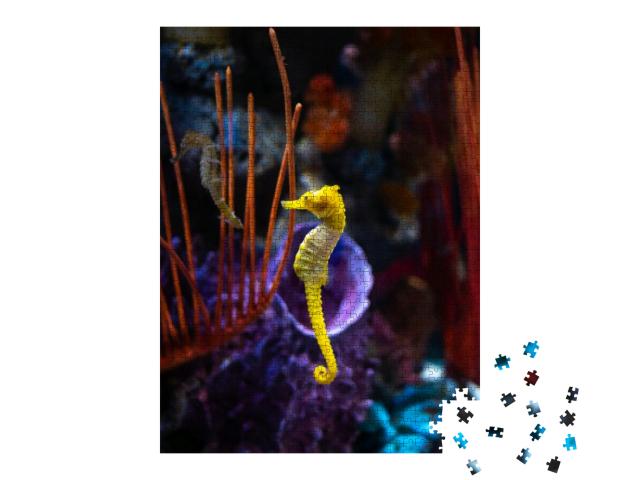 Sea Horse in Aquarium. These Seahorses Live in the Warm S... Jigsaw Puzzle with 1000 pieces