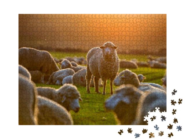 Flock of Sheep At Sunset... Jigsaw Puzzle with 1000 pieces