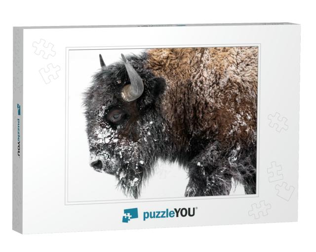 Bison Walking Out in the Snow... Jigsaw Puzzle