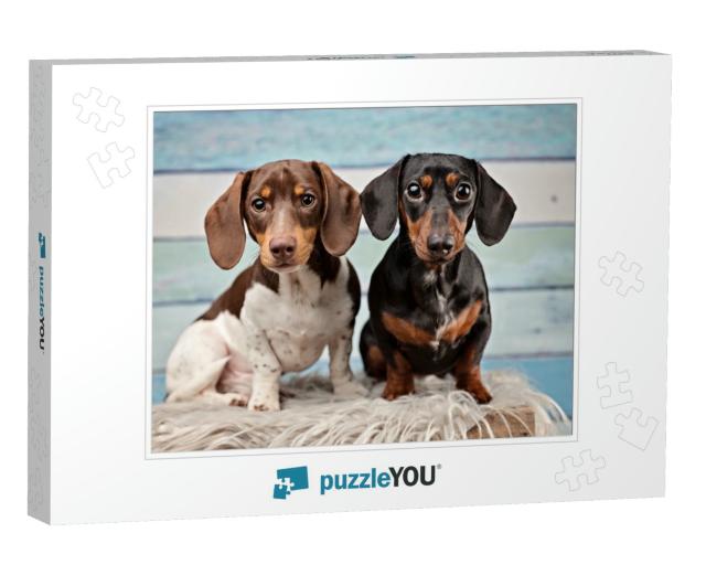 Portrait of Two Dachshunds on Blue Wood Background... Jigsaw Puzzle