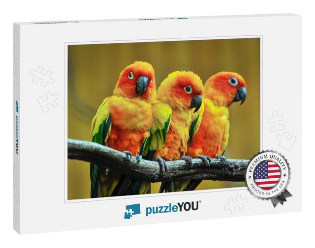 Beautiful Parrot, Sun Conure on Tree Branch... Jigsaw Puzzle