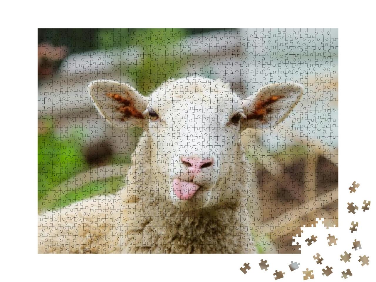 Funny Sheep. Portrait of Sheep Showing Tongue... Jigsaw Puzzle with 1000 pieces