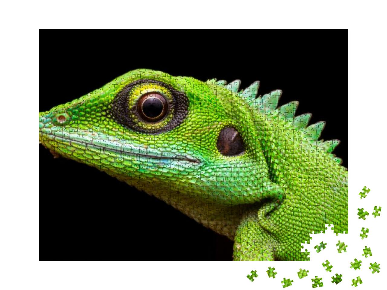 Head Shot Closeup of Green Crested Lizard... Jigsaw Puzzle with 1000 pieces