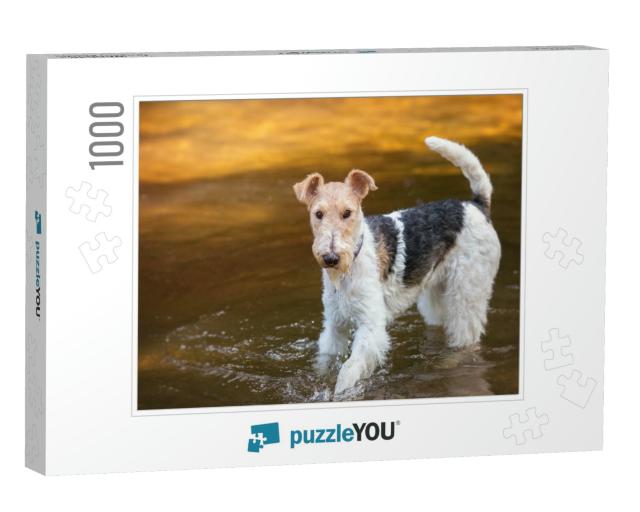 Wire Haired Fox-Terrier in Studio... Jigsaw Puzzle with 1000 pieces