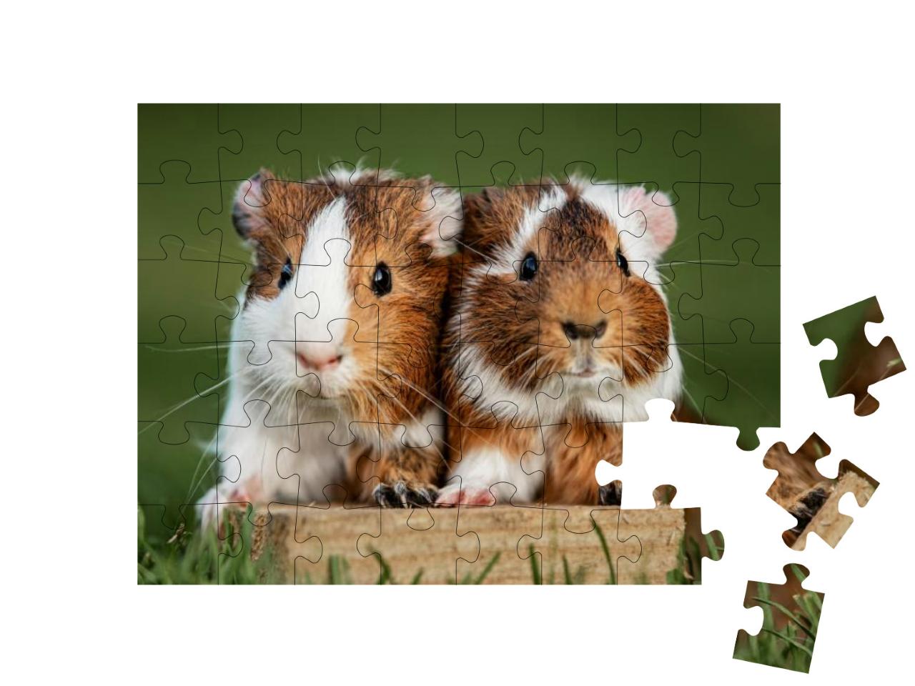 Two Lovely Guinea Pigs on the Lawn in Summer... Jigsaw Puzzle with 48 pieces