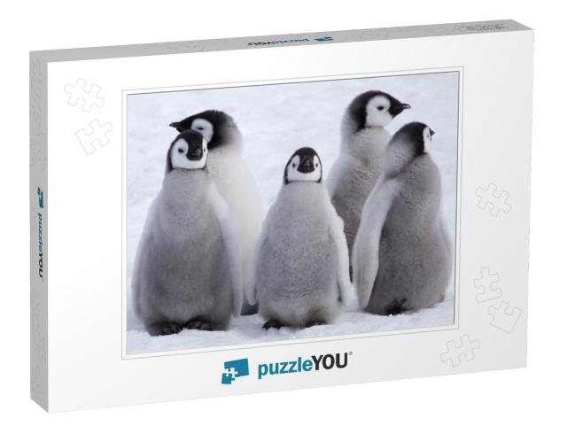 Five Emperor Penguin Chicks, Grouped Together Looking in... Jigsaw Puzzle