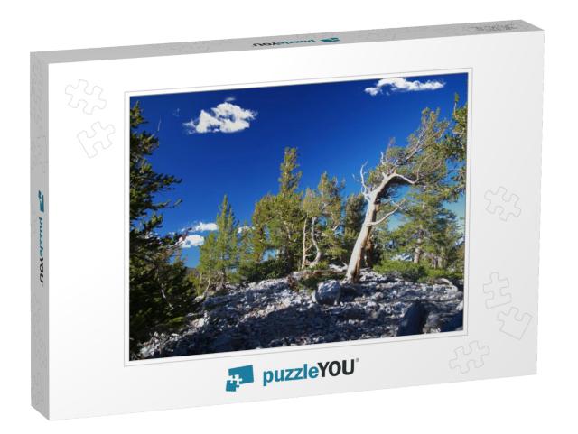 Bristlecone Pines in Great Basin National Park in Nevada_... Jigsaw Puzzle