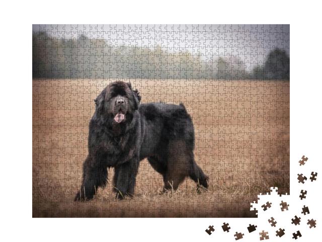 Black Newfoundland Dog in Nature... Jigsaw Puzzle with 1000 pieces