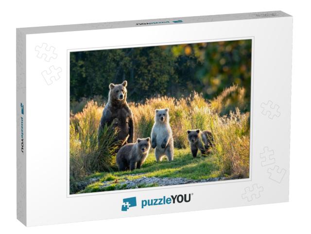 Large Adult Female Alaskan Brown Bear with Three Cute Cub... Jigsaw Puzzle