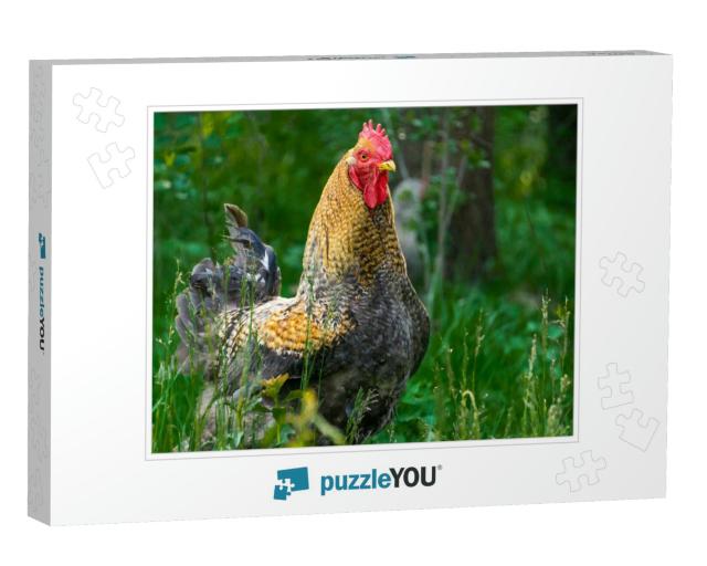 Portrait Straight Face Front View of Brightly Colored Coc... Jigsaw Puzzle