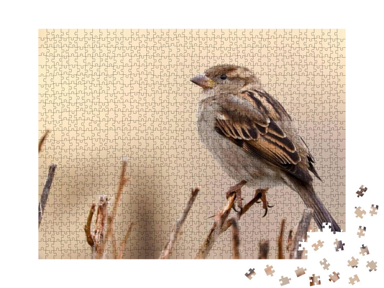 Sparrow Bird Perched on Tree Branch. House Sparrow Female... Jigsaw Puzzle with 1000 pieces