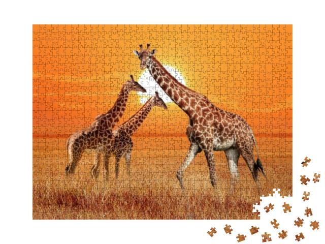 Group of Wild Giraffes in the African Savannah. Wildlife... Jigsaw Puzzle with 1000 pieces