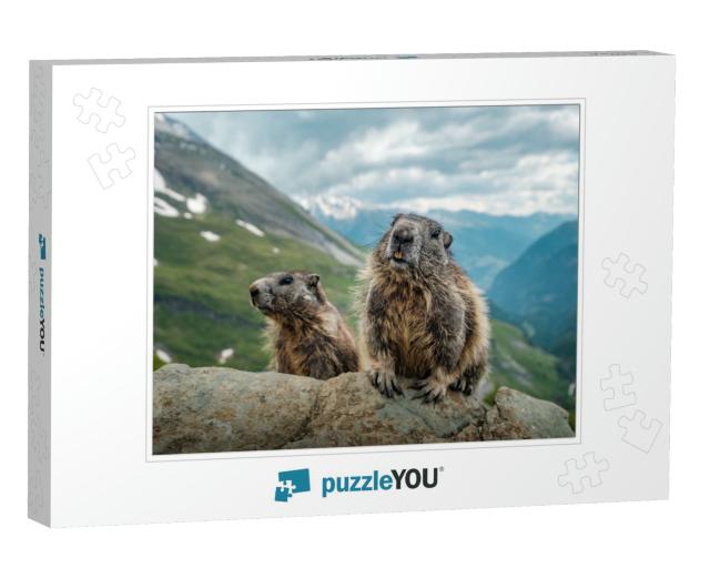 Two Marmots & a Beautiful View Near Grossglockner... Jigsaw Puzzle