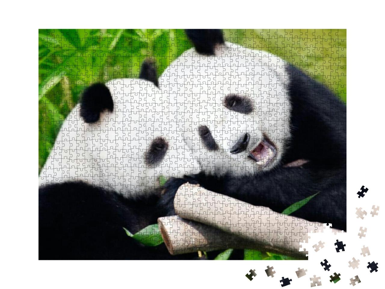 Couple of Cute Giant Pandas Eating Bamboo Shoots... Jigsaw Puzzle with 1000 pieces