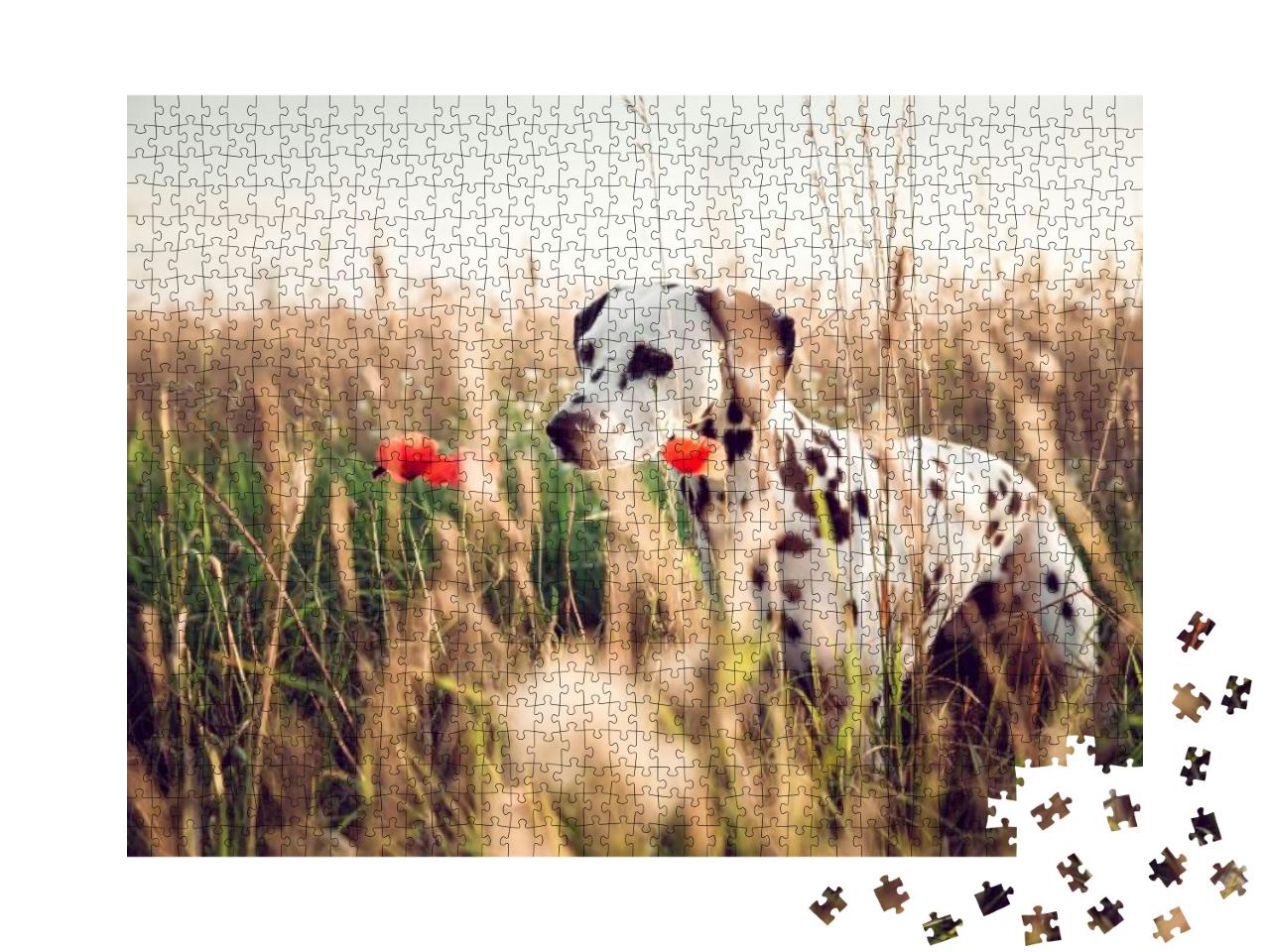 Cute Dalmatian Dog in a Cornfield... Jigsaw Puzzle with 1000 pieces