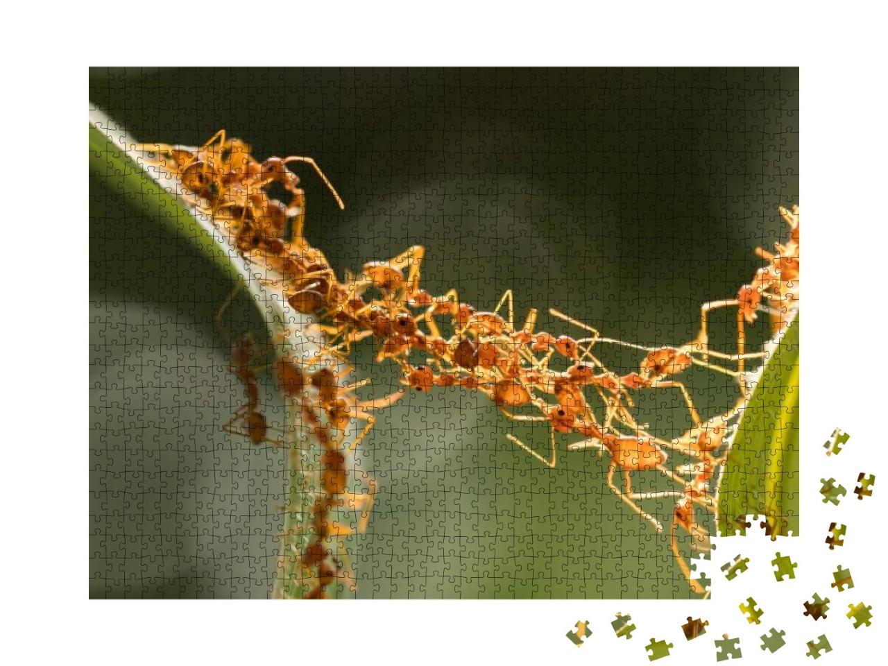 Ant Action Standing. Ant Bridge Unity Team, Concept Team... Jigsaw Puzzle with 1000 pieces