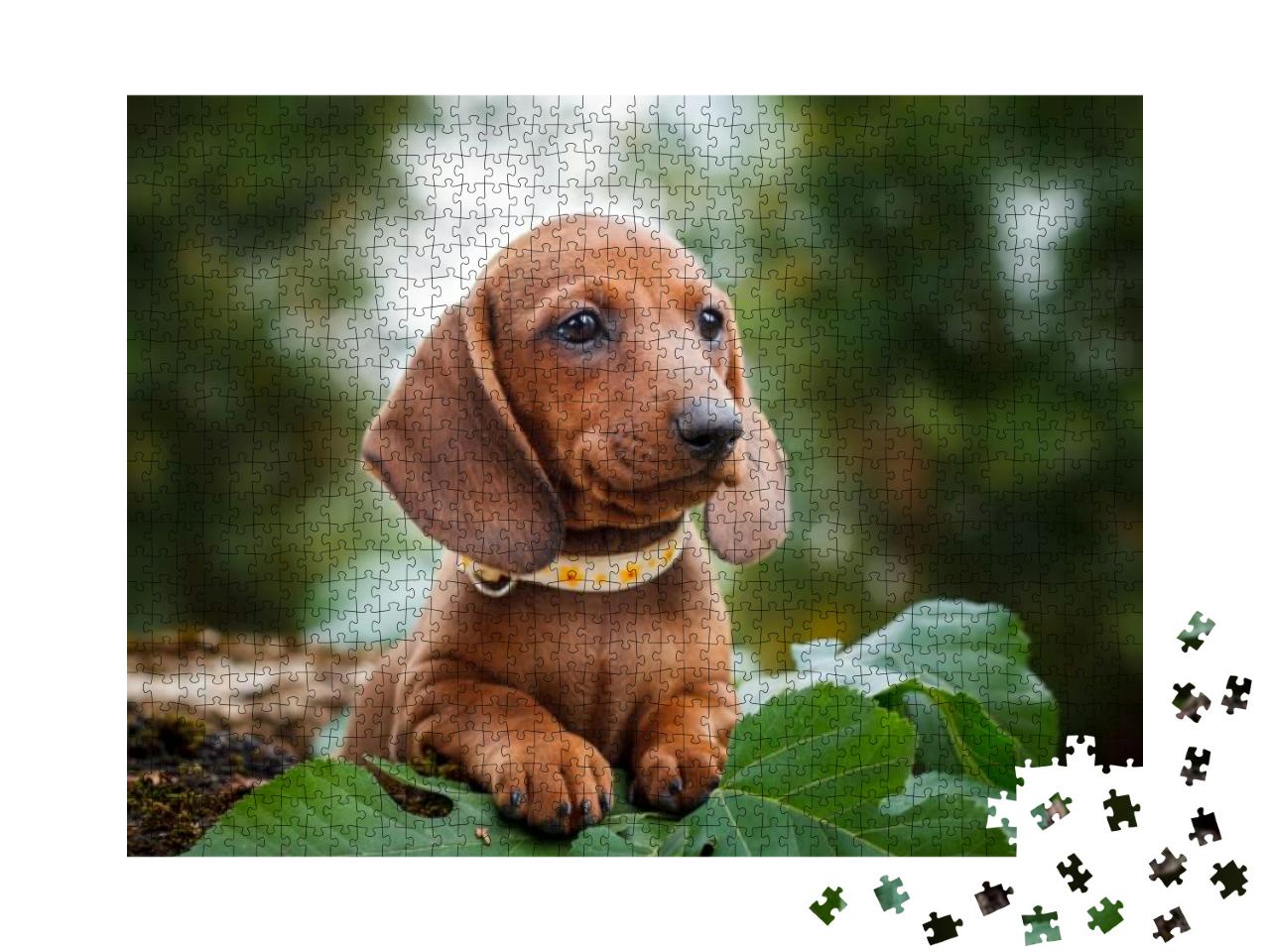 Cute Dachshunds Puppy with Nature Background... Jigsaw Puzzle with 1000 pieces